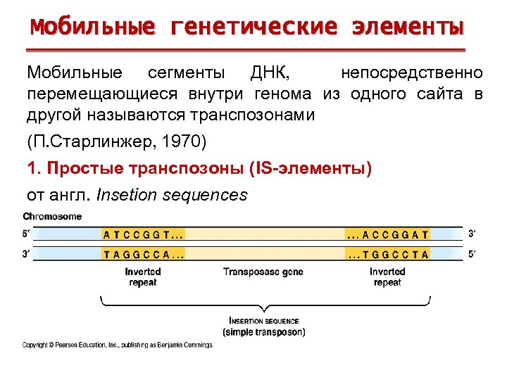 Мобильные генетические элементы Мобильные сегменты ДНК, непосредственно перемещающиеся внутри генома из одного сайта в
