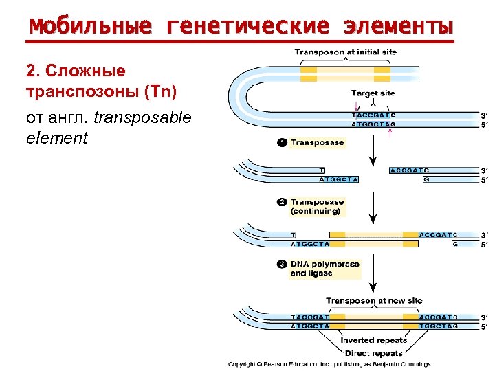 Мобильные генетические элементы 2. Сложные транспозоны (Тn) от англ. transposable element 