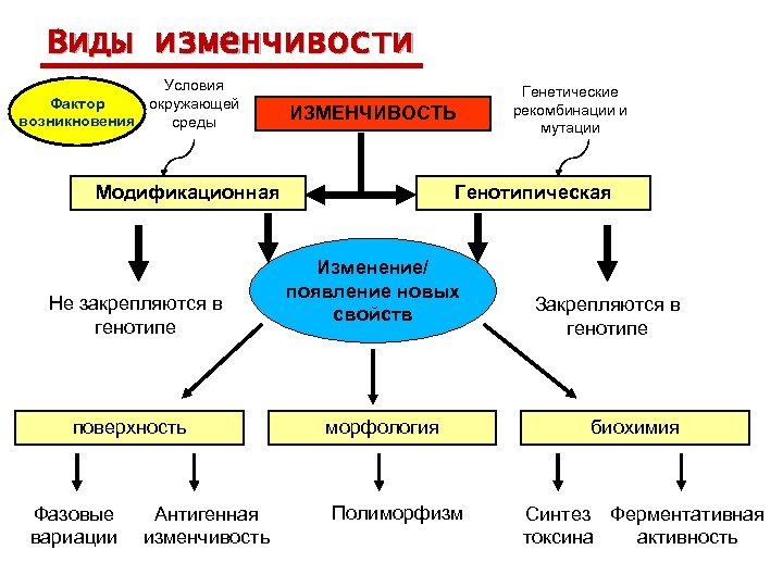 Виды изменчивости Условия Фактор окружающей возникновения среды ИЗМЕНЧИВОСТЬ Модификационная Не закрепляются в генотипе поверхность