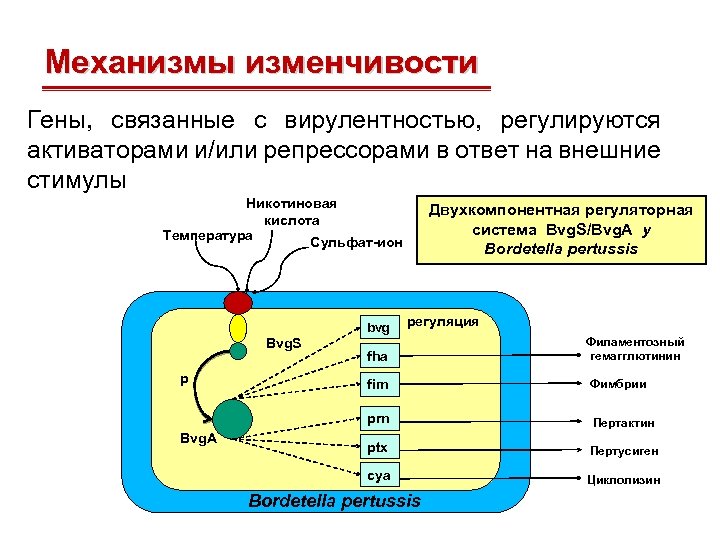 Механизмы изменчивости Гены, связанные с вирулентностью, регулируются активаторами и/или репрессорами в ответ на внешние
