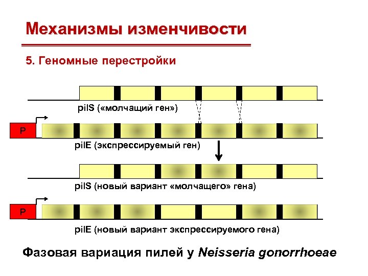 Механизмы изменчивости 5. Геномные перестройки pil. S ( «молчащий ген» ) Р pil. Е