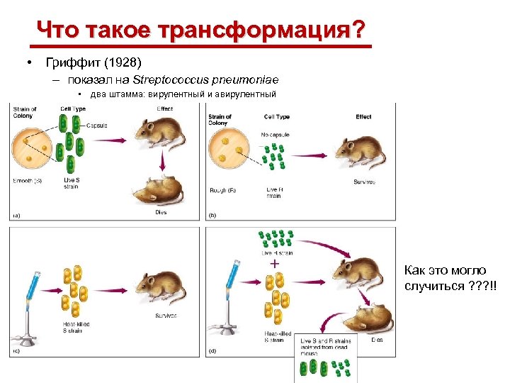 Что такое трансформация? • Гриффит (1928) – показал на Streptococcus pneumoniae • два штамма:
