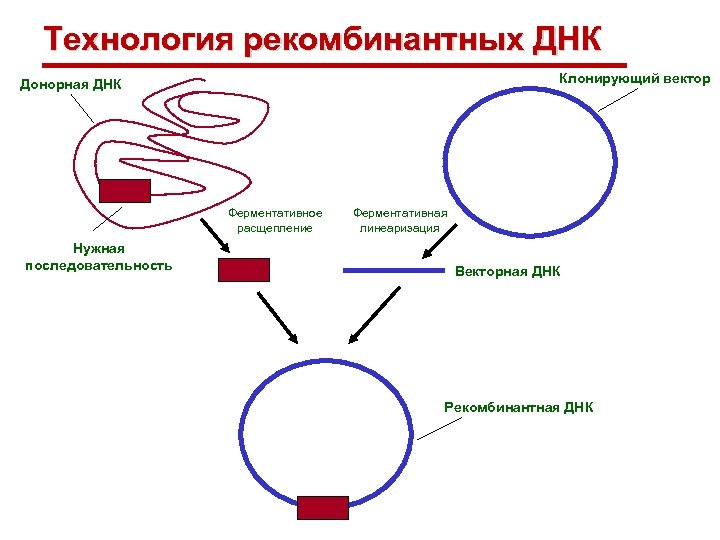 Технология рекомбинантных ДНК Клонирующий вектор Донорная ДНК Ферментативное расщепление Нужная последовательность Ферментативная линеаризация Векторная