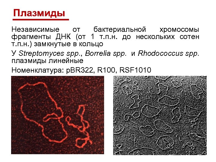 Плазмиды Независимые от бактериальной хромосомы фрагменты ДНК (от 1 т. п. н. до нескольких