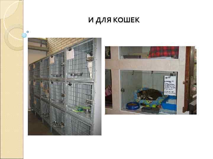 И ДЛЯ КОШЕК 