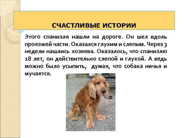 СЧАСТЛИВЫЕ ИСТОРИИ Этого спаниэля нашли на дороге. Он шел вдоль проезжей части. Оказался глухим