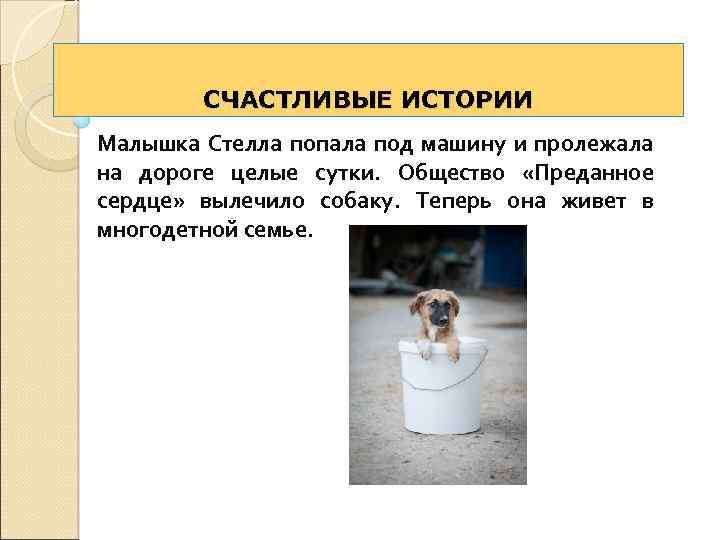 СЧАСТЛИВЫЕ ИСТОРИИ Малышка Стелла попала под машину и пролежала на дороге целые сутки. Общество