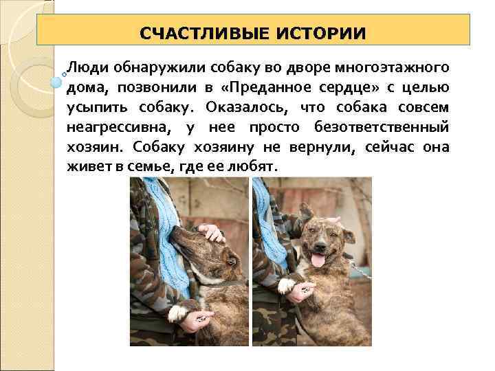 СЧАСТЛИВЫЕ ИСТОРИИ Люди обнаружили собаку во дворе многоэтажного дома, позвонили в «Преданное сердце» с