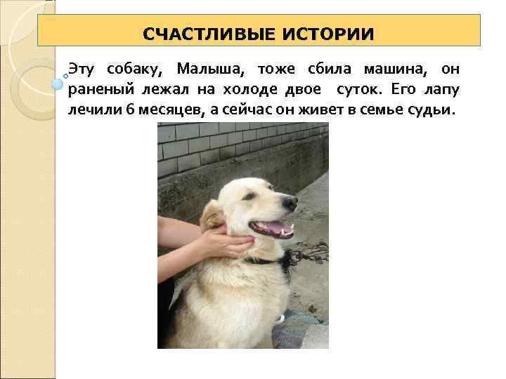 СЧАСТЛИВЫЕ ИСТОРИИ Эту собаку, Малыша, тоже сбила машина, он раненый лежал на холоде двое