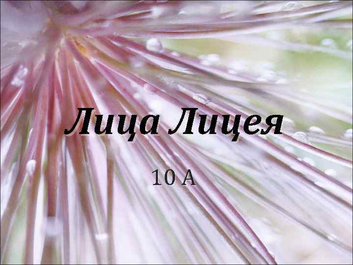 Лица Лицея 10 А 
