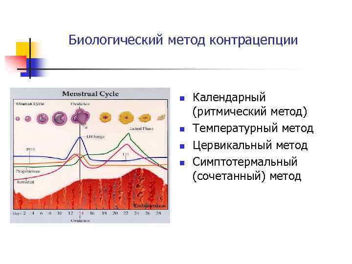 Биологический метод контрацепции n n Календарный (ритмический метод) Температурный метод Цервикальный метод Симптотермальный (сочетанный)