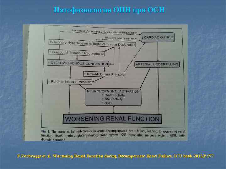 Патофизиология ОПН при ОСН F. Verbrugge et al. Worsening Renal Function during Decompensate Heart