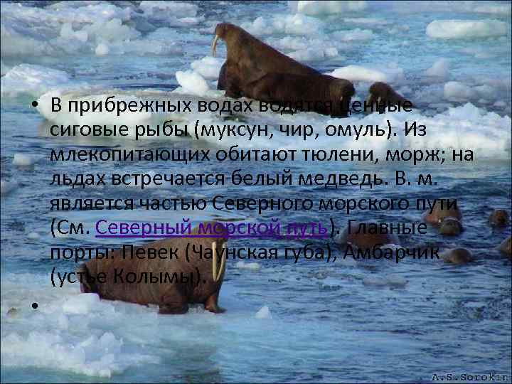  • В прибрежных водах водятся ценные сиговые рыбы (муксун, чир, омуль). Из млекопитающих