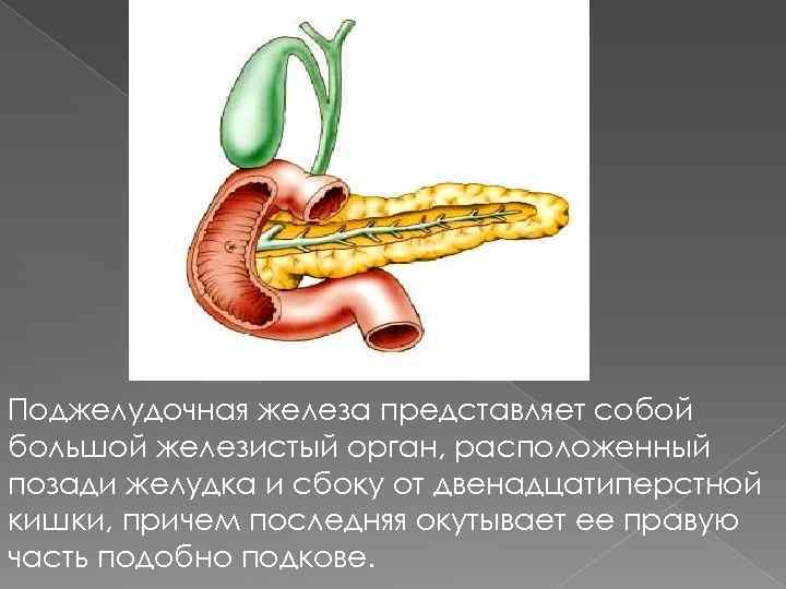 Поджелудочная железа представляет собой большой железистый орган, расположенный позади желудка и сбоку от двенадцатиперстной