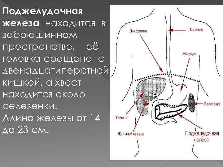 Где расположены железы. Поджелудочная железа и селезенка расположение. Поджелудочная железа расположена пространство. Поджелудочная железа расположена забрюшинно. Поджелудочная железа расположена в забрюшинном пространстве.