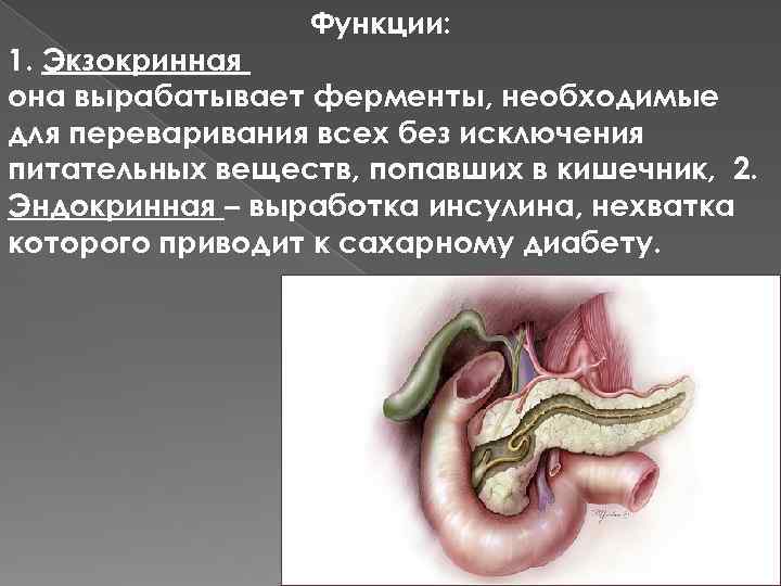 Функции: 1. Экзокринная она вырабатывает ферменты, необходимые для переваривания всех без исключения питательных веществ,