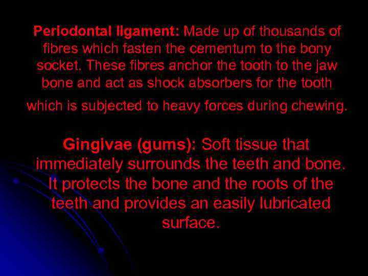 Periodontal ligament: Made up of thousands of fibres which fasten the cementum to the