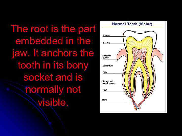 The root is the part embedded in the jaw. It anchors the tooth in