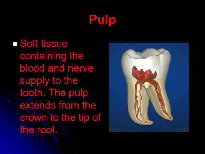 Pulp l Soft tissue containing the blood and nerve supply to the tooth. The