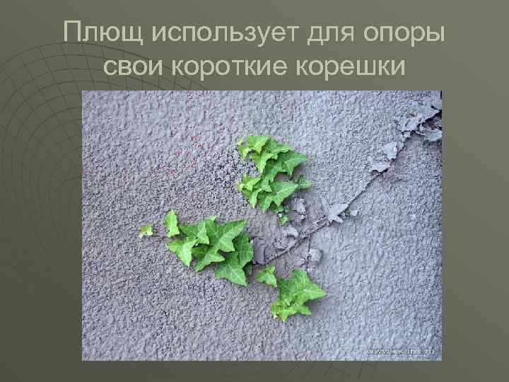 Плющ использует для опоры свои короткие корешки 