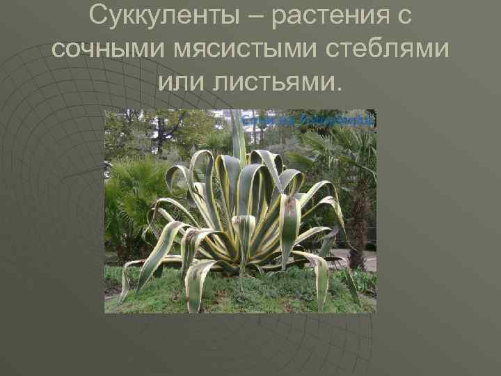 Суккуленты – растения с сочными мясистыми стеблями или листьями. 