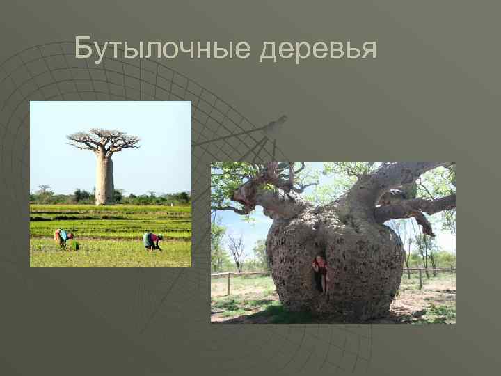 Бутылочные деревья 