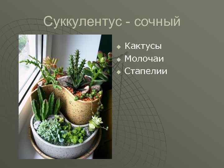 Суккулентус - сочный u u u Кактусы Молочаи Стапелии 