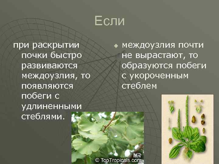 Если при раскрытии почки быстро развиваются междоузлия, то появляются побеги с удлиненными стеблями. u