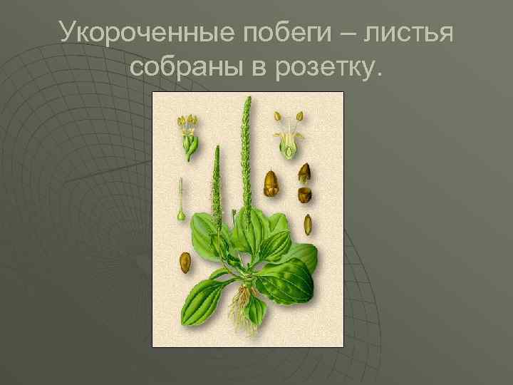 Укороченные побеги – листья собраны в розетку. 