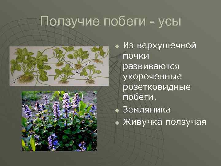 Ползучие побеги - усы u u u Из верхушечной почки развиваются укороченные розетковидные побеги.