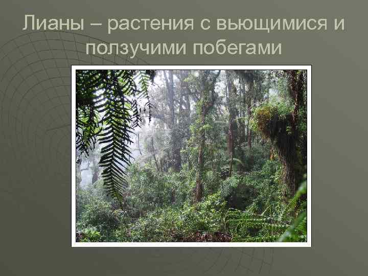 Лианы – растения с вьющимися и ползучими побегами 