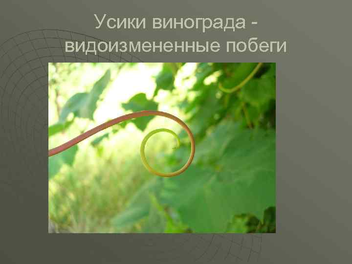 Усики винограда видоизмененные побеги 