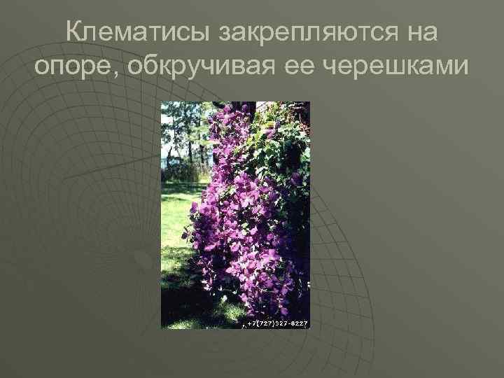 Клематисы закрепляются на опоре, обкручивая ее черешками 