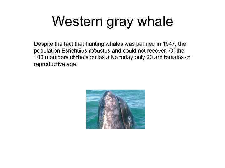 Western gray whale Despite the fact that hunting whales was banned in 1947, the