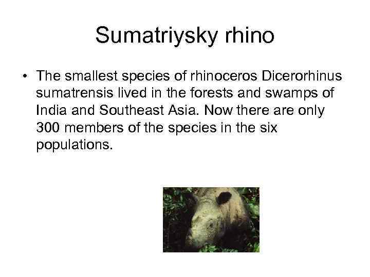 Sumatriysky rhino • The smallest species of rhinoceros Dicerorhinus sumatrensis lived in the forests