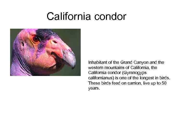 California condor Inhabitant of the Grand Canyon and the western mountains of California, the