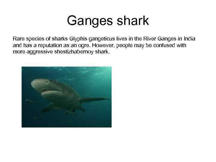 Ganges shark Rare species of sharks Glyphis gangeticus lives in the River Ganges in