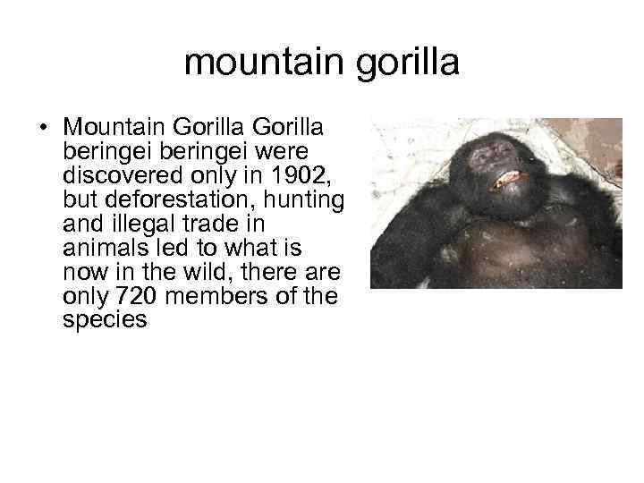 mountain gorilla • Mountain Gorilla beringei were discovered only in 1902, but deforestation, hunting