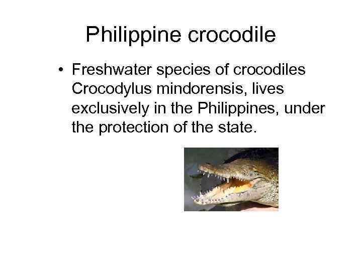 Philippine crocodile • Freshwater species of crocodiles Crocodylus mindorensis, lives exclusively in the Philippines,