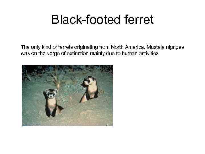 Black-footed ferret The only kind of ferrets originating from North America, Mustela nigripes was