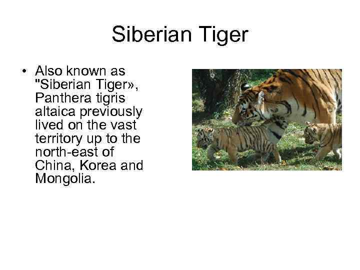 Siberian Tiger • Also known as 