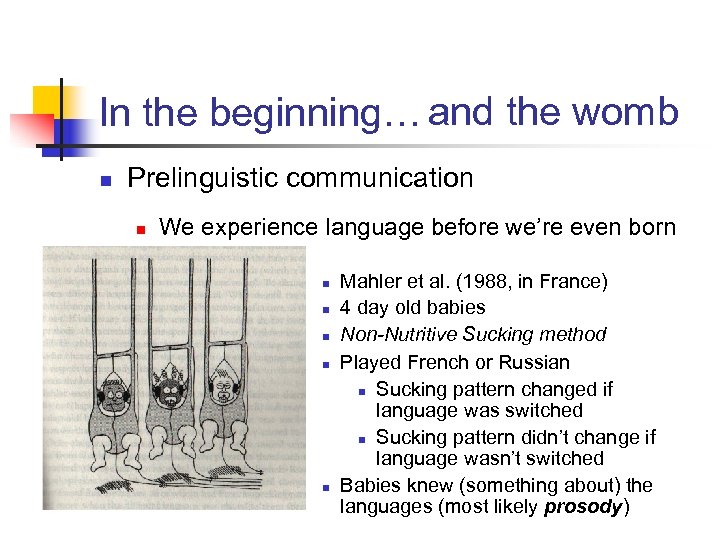 In the beginning… and the womb n Prelinguistic communication n We experience language before