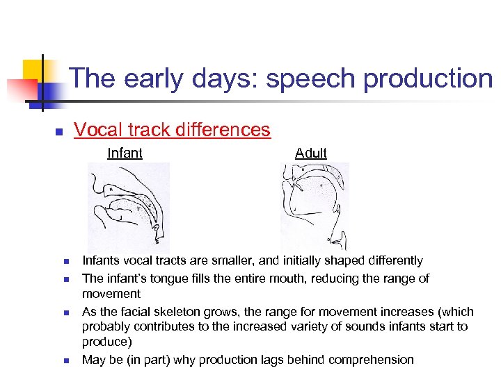 The early days: speech production n Vocal track differences Infant n n Adult Infants