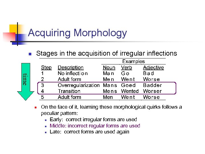 Acquiring Morphology n Stages in the acquisition of irregular inflections time n On the