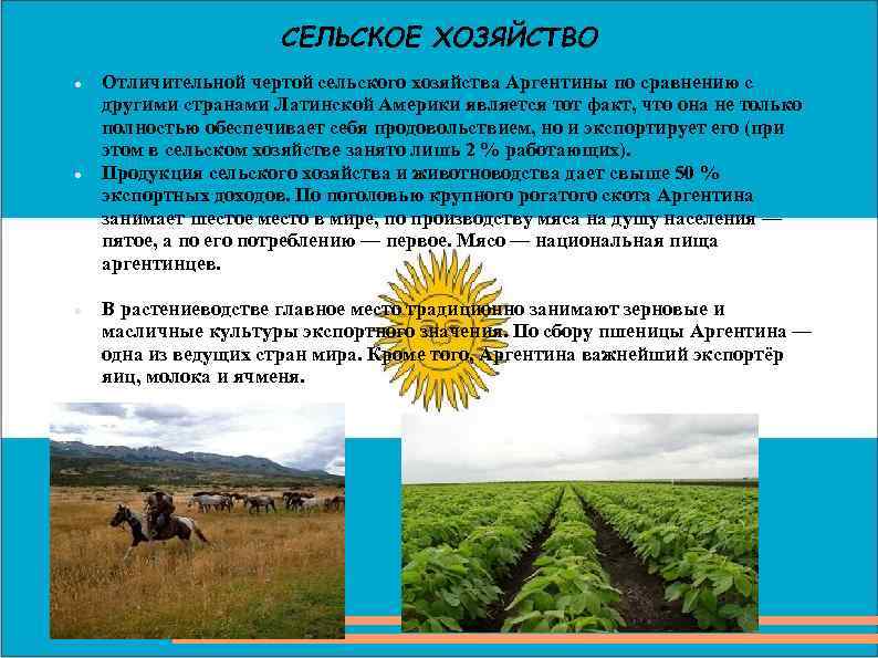 СЕЛЬСКОЕ ХОЗЯЙСТВО Отличительной чертой сельского хозяйства Аргентины по сравнению с другими странами Латинской Америки