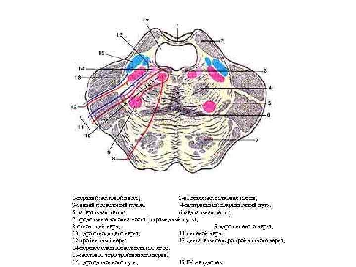 1 -верхний мозговой парус; 2 -верхняя мозжечковая ножка; 3 -задний продольный пучок; 4 -центральный