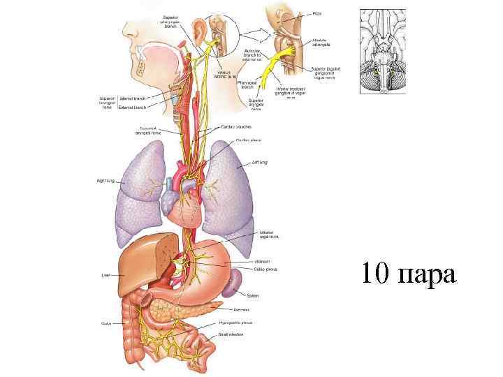 10 пара 