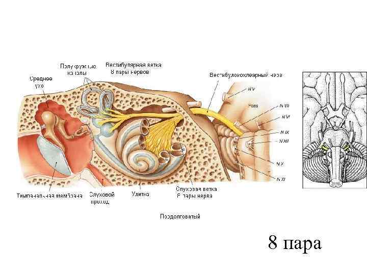 8 пара 