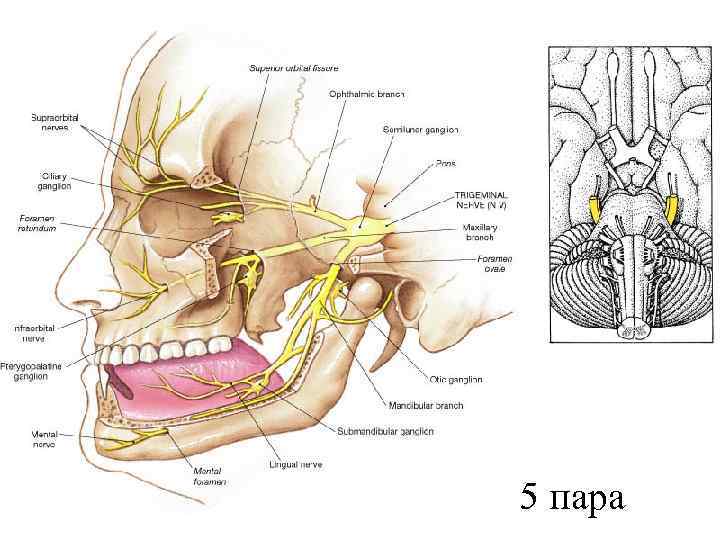 5 пара 