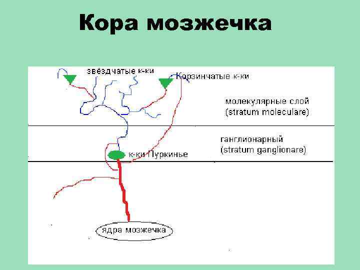 Кора мозжечка 